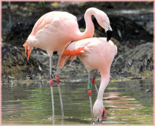 Flamingo,  Rožinis,  Paukštis,  Zoologijos Sodas,  Artis,  Holland,  Amsterdamas,  Meilė,  Poros,  Veislės & Nbsp,  Laikas,  Vanduo,  Gamta,  Gyvūnas,  Gyvūnai,  Rožinė Meilė 6