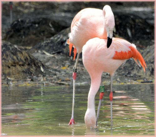 Flamingo,  Rožinis,  Paukštis,  Zoologijos Sodas,  Artis,  Holland,  Amsterdamas,  Meilė,  Poros,  Veislės & Nbsp,  Laikas,  Vanduo,  Gamta,  Gyvūnas,  Gyvūnai,  Rožinė Meilė 7