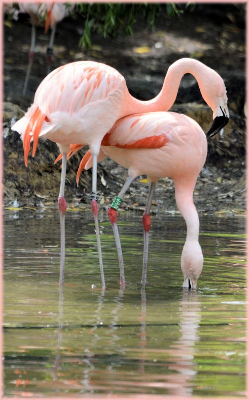 Flamingo,  Rožinis,  Paukštis,  Zoologijos Sodas,  Artis,  Holland,  Amsterdamas,  Meilė,  Poros,  Veislės & Nbsp,  Laikas,  Vanduo,  Gamta,  Gyvūnas,  Gyvūnai,  Rožinė Meilė 8