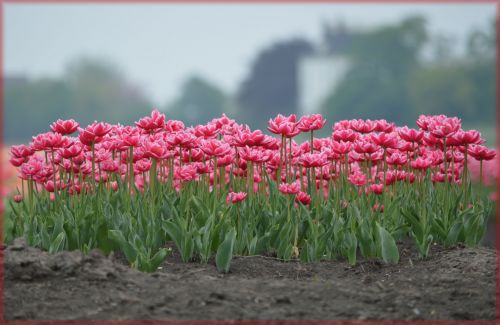 Tulpės,  Holland,  Geltona,  Gėlės,  Gamta,  Pavasaris,  Rožinės Tulpės