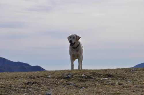 Rubik, Šuo, Labradoras, Kalnas