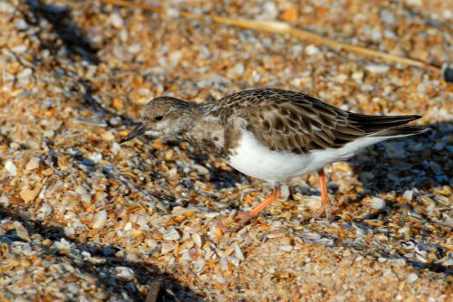 Gyvūnas,  Arenaria,  Papludimys,  Paukštis,  Kranto,  Desoto,  Florida,  Fortas,  Interpes,  Rudy,  Smėlis,  Jūra,  Jūros Paukštis,  Krantas,  Kranto Bird,  Valstijos,  Turnstone,  Vanduo,  Laukinė Gamta,  Ruddy Turnstone