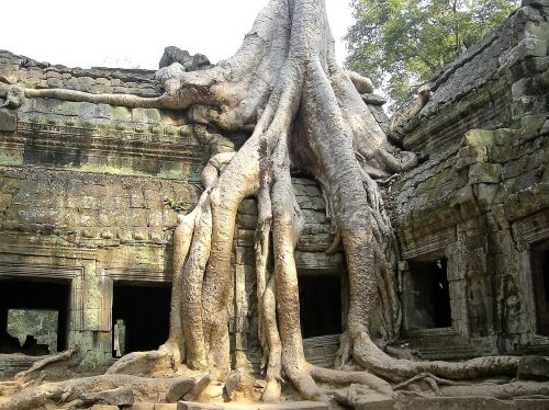 Sugadinti, Senas, Medis, Angkor Wat, Kambodža, Nuosmukis, Istorija