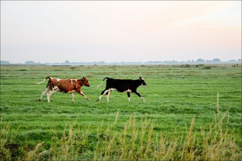 Galvijai,  Bulius,  Karvė,  Ūkis,  Bėgimas,  Bėgti Buliukai 8