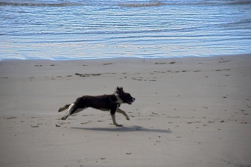 Šuo,  Bėgimas,  Papludimys,  Laimingas,  Šlapias,  Vandenynas,  Ruda,  Balta,  Bėgimas Šuo Paplūdimyje