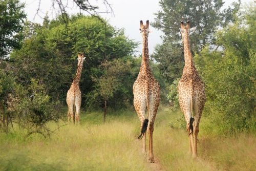 Vaziuojantys Žirafai, Dideli Gyvūnai, Grupė, Afrika