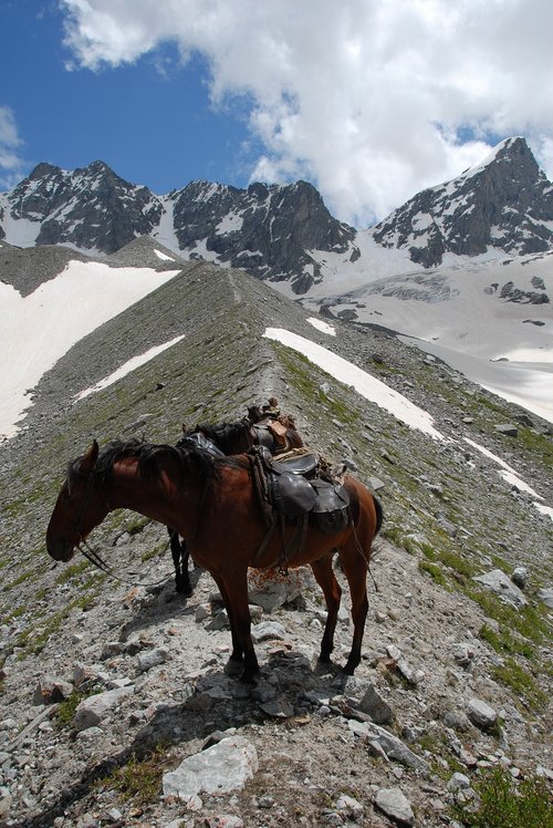 Rusija,  Elbrus Kalnų,  Kalnų Žirgas,  Arklys Karačis