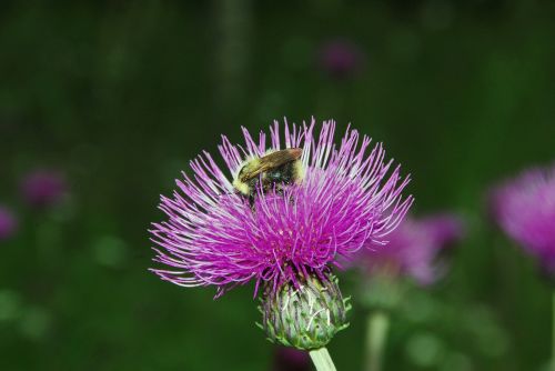 Drakonas, Bourdon, Apdulkinimas