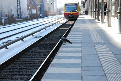 S Bahn, Paukštis, Viešosios Transporto Priemonės, Geležinkelio Stotis, Traukinys