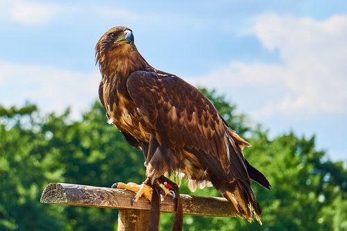 Sababurg Pilis,  Gyvūnas,  Adler,  Paukštis,  Zoo,  Gyvūnijos Pasaulyje,  Bill,  Pobūdį,  Plunksnos,  Raptor,  Skraidantis,  Pasididžiavimas