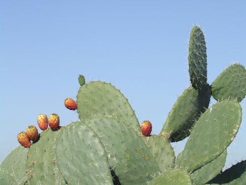 Sabers, Kaktusas, Šiluma, Vaisiai