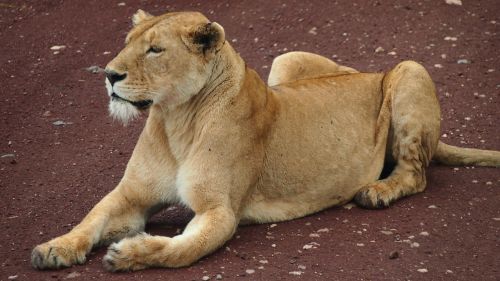 Safari, Afrika, Tanzanija, Liūtas, Gyvūnas, Laukiniai, Plėšrūnas