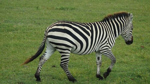 Zebra, Safari, Afrika, Tanzanija, Gyvūnas, Laukiniai, Plėšrūnas