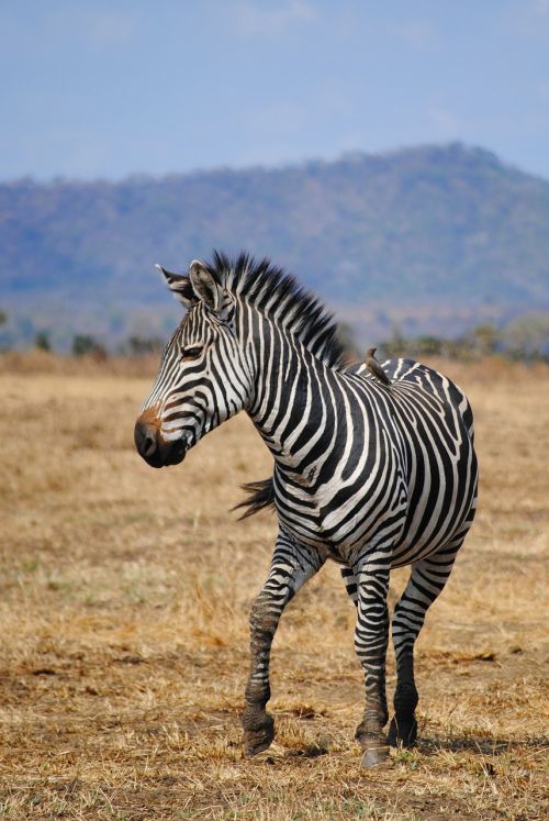 Safari, Tanzanija, Afrika, Nacionalinis Parkas, Gyvūnas, Laukinis Gyvūnas, Zebra