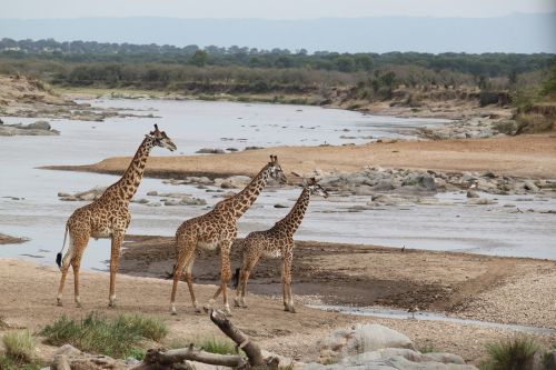 Safari, Laukinė Gamta, Gyvūnas, Gamta, Kenya, Tanzanija, Dykuma, Žirafa