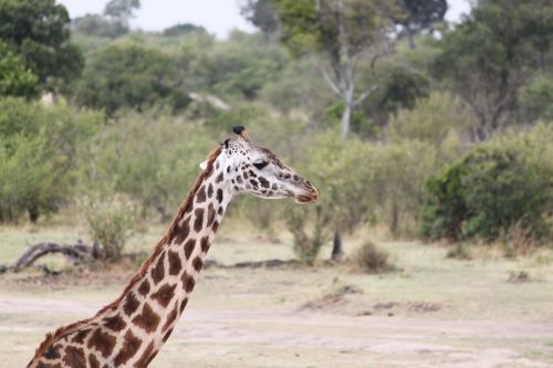 Safari, Laukinė Gamta, Gyvūnas, Gamta, Kenya, Tanzanija, Dykuma, Žirafa