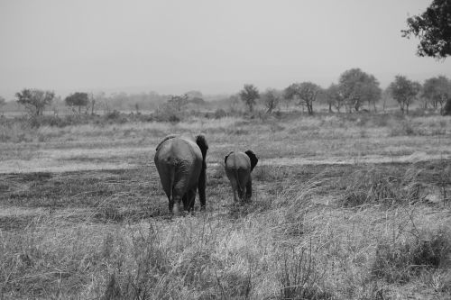 Safari, Afrika, Tanzanija