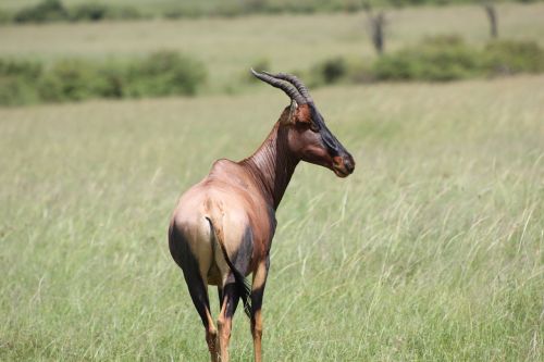 Safari, Kenya, Masai Mara, Laukinis Gyvenimas