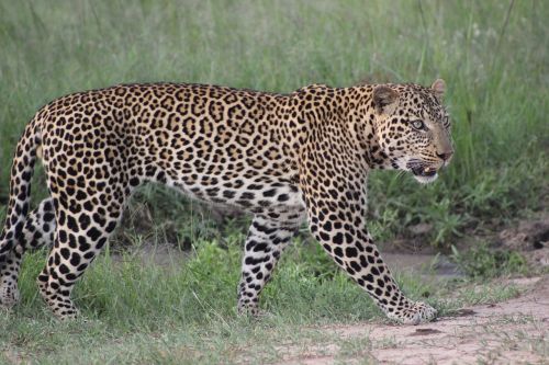 Safari, Kenya, Masai Mara, Leopardas, Laukinis Gyvenimas