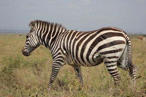 Safari, Kenya, Masai Mara, Zebra, Laukinis Gyvenimas