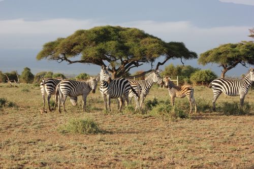 Safari, Kenya, Masai Mara, Zebras, Laukinis Gyvenimas