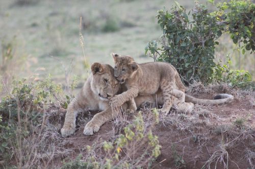 Safari, Kenya, Masai Mara, Liūtys, Laukinis Gyvenimas