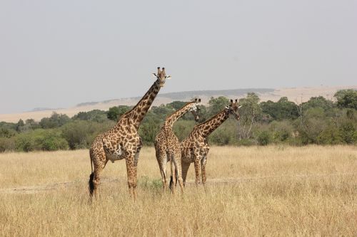 Safari, Kenya, Masai Mara, Žirafa, Laukinis Gyvenimas