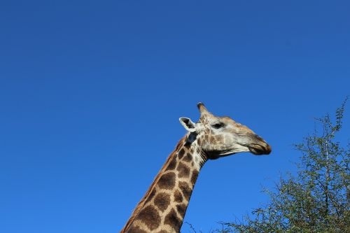 Safari, Žirafa, Kaklas, Pietų Afrika