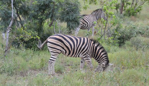 Safari,  Pobūdį,  Gyvūnijos,  Zebra,  Laukinis