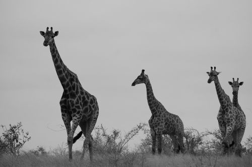 Safari, Žirafa, Afrika, Laukinė Gamta