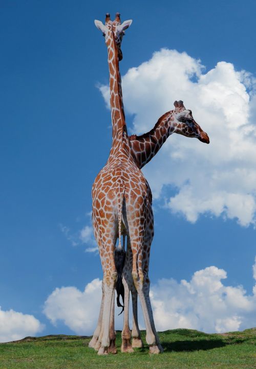Safari, Žirafos, Galvos, Zoologijos Sodas, Afrika, Perspektyva