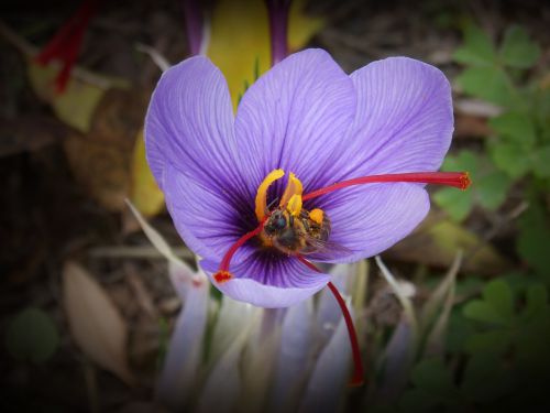 Šafranas, Crocus Gėlė, Bičių, Libar, Gėlė