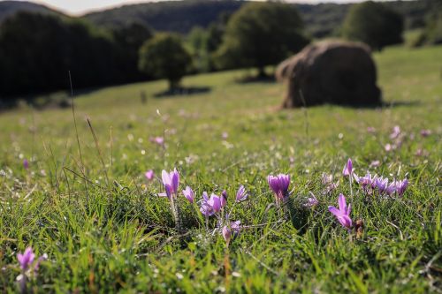 Šafranas, Teisiškai Saugoma, Gėlė, Rudens Krokusas, Kritimo Gėlės, Rožinė Gėlė, Laukinė Gėlė, Kraštovaizdis, Augalas, Gamta, Laukas, Pieva, Agra Augalas, Pievos Gėlė, Purpurinė Gėlė, Haystack, Rudens Nuotaika