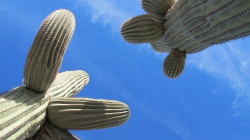 Saguaro, Kaktusas, Dykuma, Tucson, Arizona, Sonoran Dykuma, Chihuahuano Dykuma