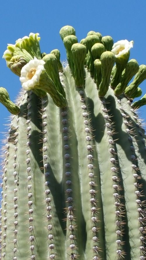 Saguaro, Sonoran Dykumos Kaktusas, Kaktusas, Kaktusinė Gėlė, Saguaro Žydėti, Tucson, Arizona