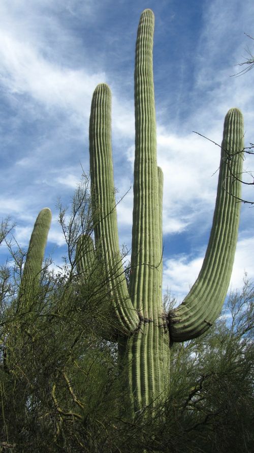 Saguaro, Kaktusas, Arizona, Dykuma, Tucson, Sausas