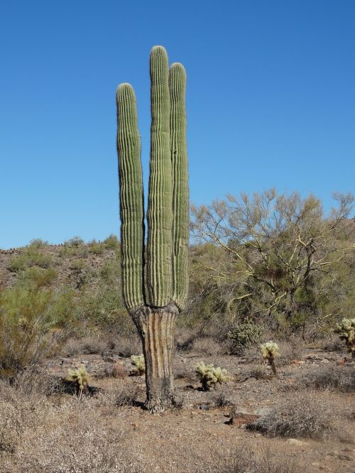 Saguaro, Dykuma, Sonoran, Arizona, Kaktusas, Pietvakarius, Sausas, Phoenix