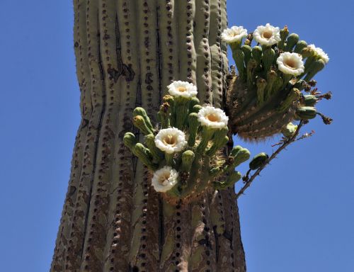 Saguaro,  Kaktusas,  Kaktusai,  Gėlė,  Žydėjimas,  Gėlės,  Dykumos & Nbsp,  Gėlė,  Balta,  Gamta,  Lauke,  Arizona,  Saguaro & Nbsp,  Nacionalinis & Nbsp,  Paminklas,  Pavasaris,  Saguaro Kaktusai
