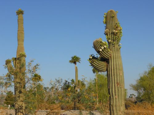 Saguaro Kaktusas, Arizona, Žalias, Augalas, Dykuma, Usa