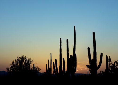 Saguaro Kaktusas, Dusk, Siluetas, Dykuma, Kraštovaizdis, Saulėlydis, Pietvakarius, Dangus, Kaktusai, Usa, Lauke, Augalas, Spalvinga, Tucson, Arizona
