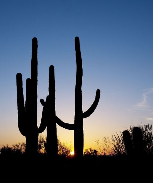 Saguaro Kaktusas, Saulėlydis, Siluetas, Dykuma, Kaktusas, Mėnulis, Dangus, Pietvakarius, Kraštovaizdis, Vaizdingas, Dusk, Vakaras, Tucson, Arizona, Usa