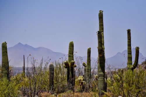 Arizona & Nbsp,  Dykuma,  Saguaro,  Kaktusas,  Aukštas,  Kraštovaizdis,  Gamta,  Žalias,  Dykuma,  Rankos,  Didelis,  Saguaro & Nbsp,  Kaktusas,  Milžinas,  Saguaro Kaktusas Arizona