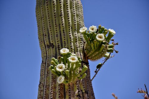 Saguaro & Nbsp,  Kaktusas,  Gėlės,  Filialas,  Žydi,  Žydėjimas,  Žiedas,  Mėlynas & Nbsp,  Dangus,  Socorro,  Saguaro Kaktuso Gėlės
