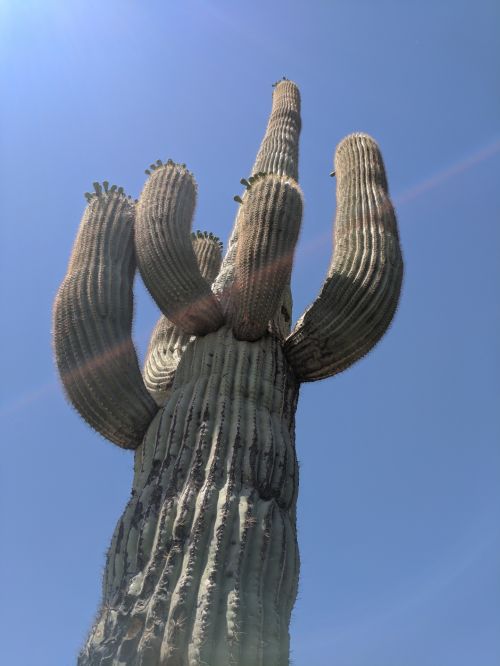 Saguaro,  Kaktusas,  Dykuma,  Saguaro Kaktusas
