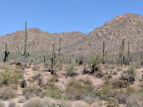 Dykuma,  Kaktusai,  Kaktusas,  Kraštovaizdis,  Saguaro,  Saguaros,  Arizona,  Saguaros Kaktusai