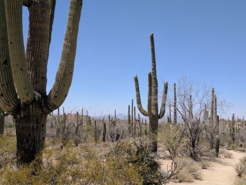 Dykuma,  Kaktusai,  Kaktusas,  Saguaro,  Arizona,  Saguaros Kaktusai