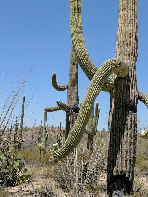 Dykuma,  Kaktusai,  Kaktusas,  Saguaro,  Arizona,  Saguaros Kaktusai