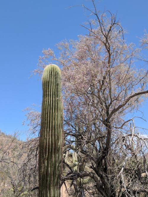 Dykuma,  Kaktusai,  Kaktusas,  Saguaro,  Arizona,  Saguaros Kaktusas