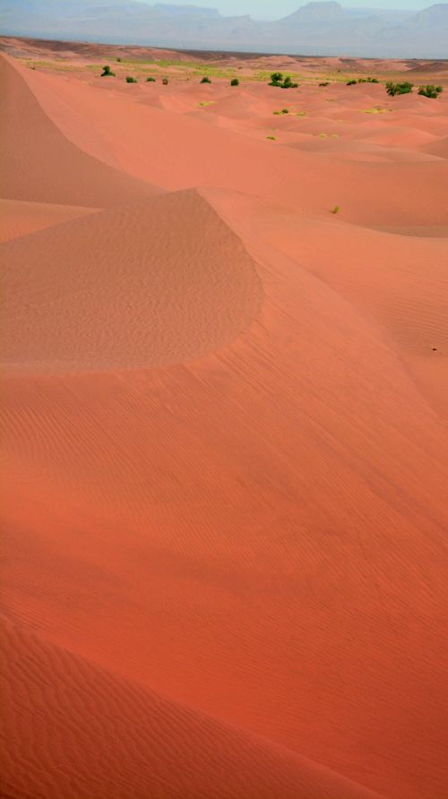 Sahara, Oranžinė, Šventė