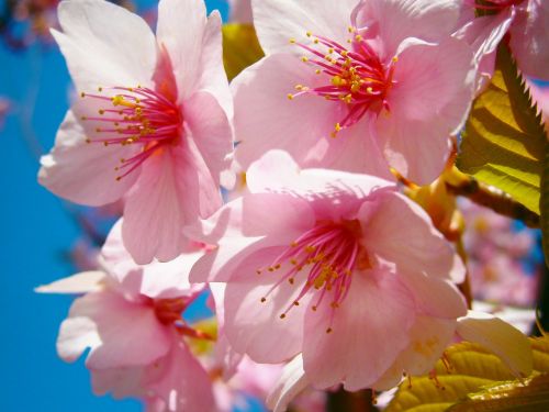 Sakura, Vyšnių Žiedas, Japonija, Rožinis, Gėlė, Žiedas, Sezonas, Žiedlapis, Pavasaris